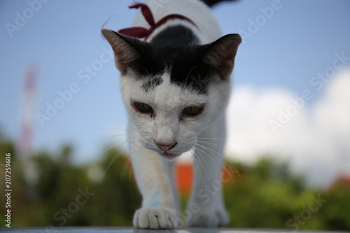 Fototapeta Naklejka Na Ścianę i Meble -  White cats with black stripes tie the red neck looking at something.