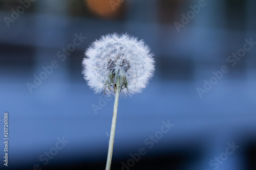 white summer dandelon flower old
