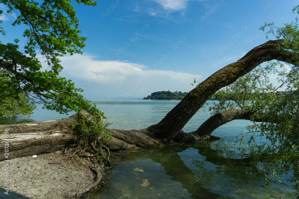 Ein Baum im See