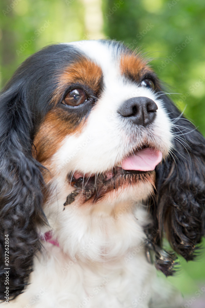close up Cavalier king charles spaniel portrait outdoor