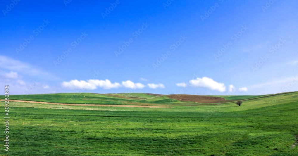 Green grass field on blue sky