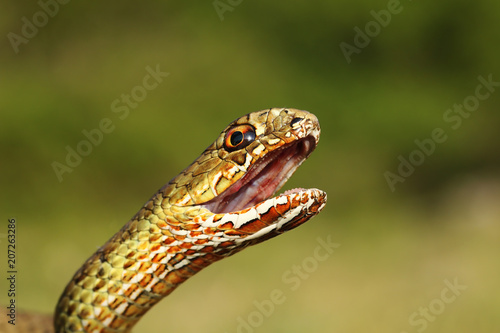angry eastern montpellier snake