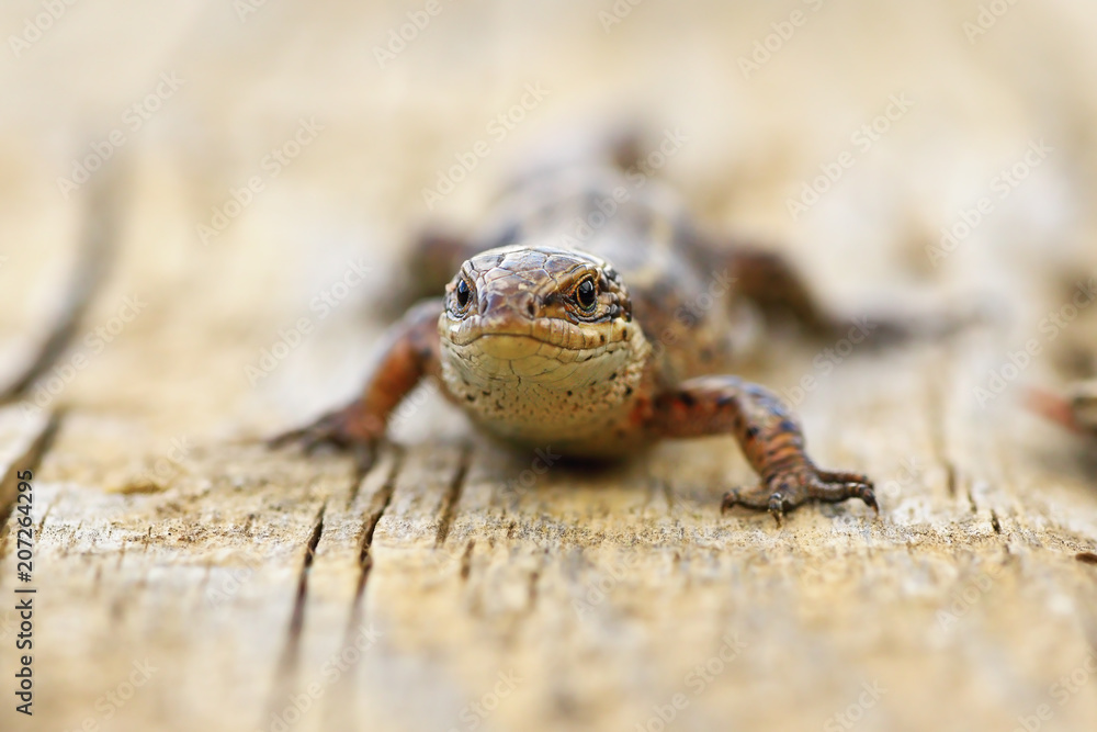 close up of viviparous lizard on wood board