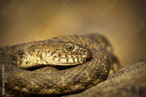 closeup of dice snake