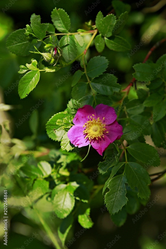 Vertical image of bright pink flower of tea rose with yellow middle growing on green bush with leaves, in a garden in a park on a sunny day with sunlight Vertical image of bright pink flower of tea rose with yellow middle growing on green bush with leaves, in a garden in a park on a sunny day with sunlight