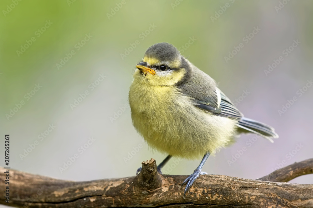 Fototapeta premium Blaumeise