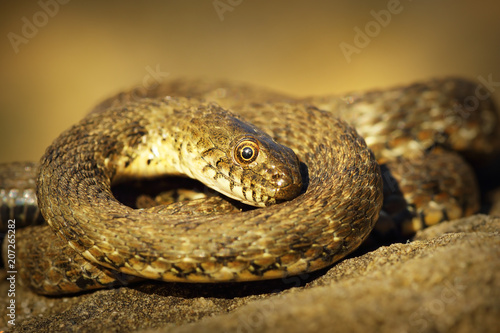 dice snake showing thanatosis
