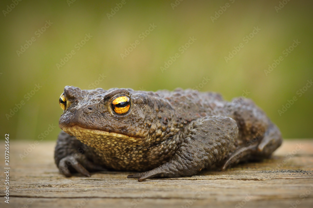 Fototapeta premium european brown toad on wooden board