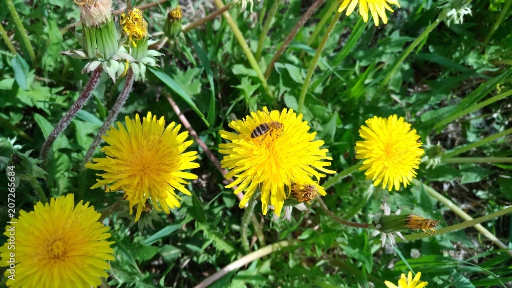 Yellow, flower, green, nature, dandelion, background, meadow, spring, blossom, field, plant, summer, garden, beautiful, grass, season, Flora, beauty, bloom, natural, color, leaf, landscape, lawn, bee, Yellow, flower, green, nature, dandelion, background, meadow, spring, blossom, field, plant, summer, garden, beautiful, grass, season, Flora, beauty, bloom, natural, color, leaf, landscape, lawn, bee,