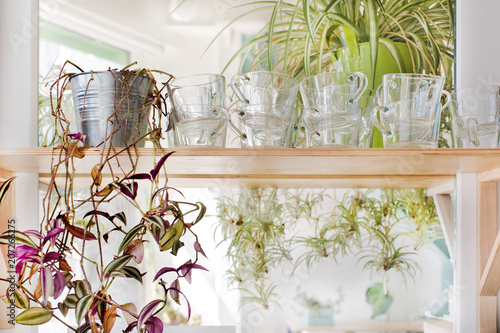 Crop view of glass mugs and house plants standing on shelf in bright room