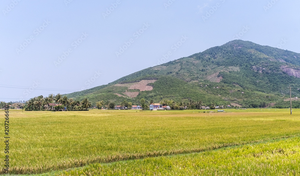 Rice field in Southern Vietnam