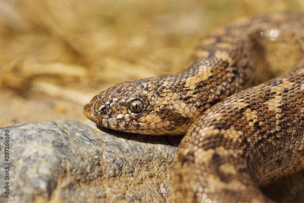 juvenile javelin sand boa juvenile javelin sand boa