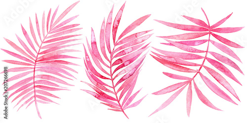 Watercolor illustration of  pink tropical  leaves