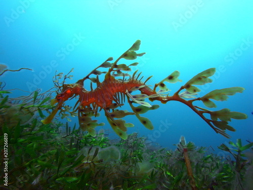 Mysterious Leafy Sea Dragon-Phycodurus eques, Großer Fetzenfisch, Leafy Seadragon, Glauert's Sea-dragon in Rapid Bay, South Australia © Sahara Frost
