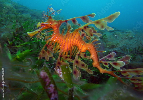Leafy Sea Dragon-Phycodurus eques, Großer Fetzenfisch, Leafy Seadragon, Glauert's Sea-dragon in Rapid Bay, South Australia