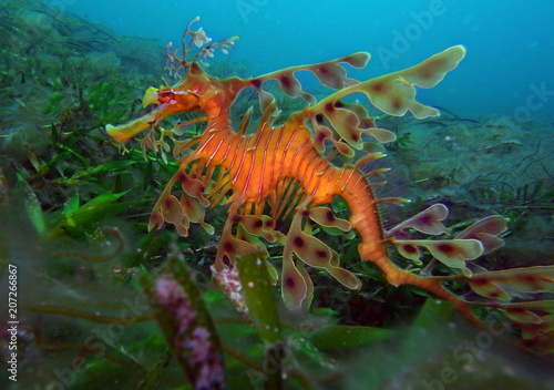 Leafy Sea Dragon-Phycodurus eques  Gro  er Fetzenfisch  Leafy Seadragon  Glauert s Sea-dragon in Rapid Bay  South Australia
