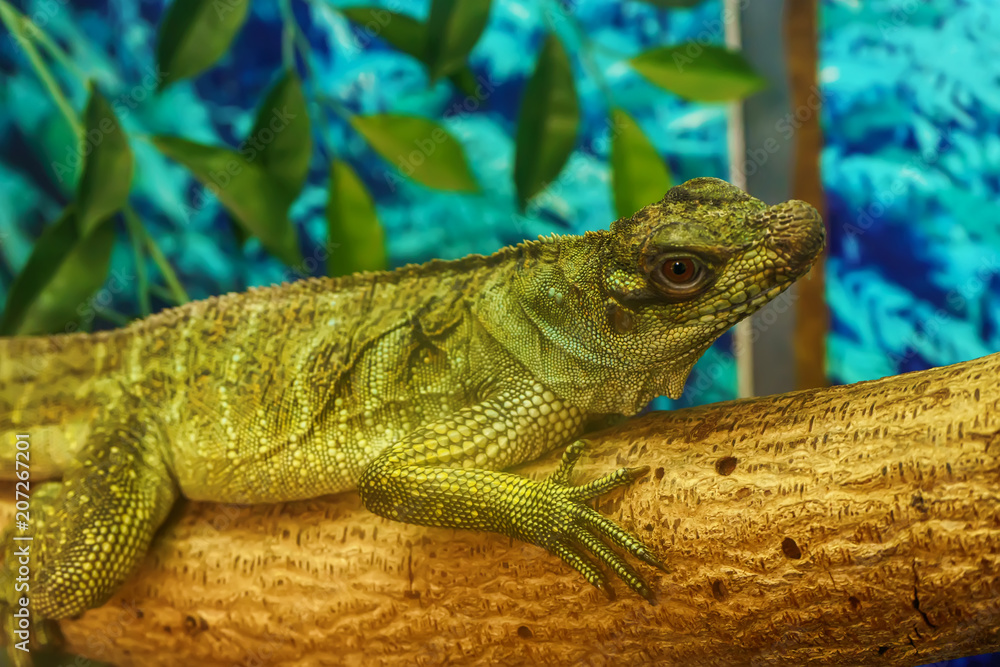 Sailfin lizard on the tree in a forest model. Sailfin lizard on the tree in a forest model.