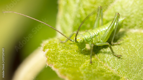Grasshopper on a green leaf in nature