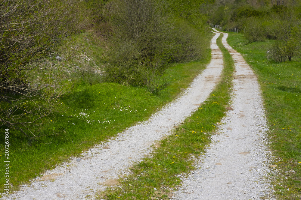 Path in spring green forest Path in spring green forest