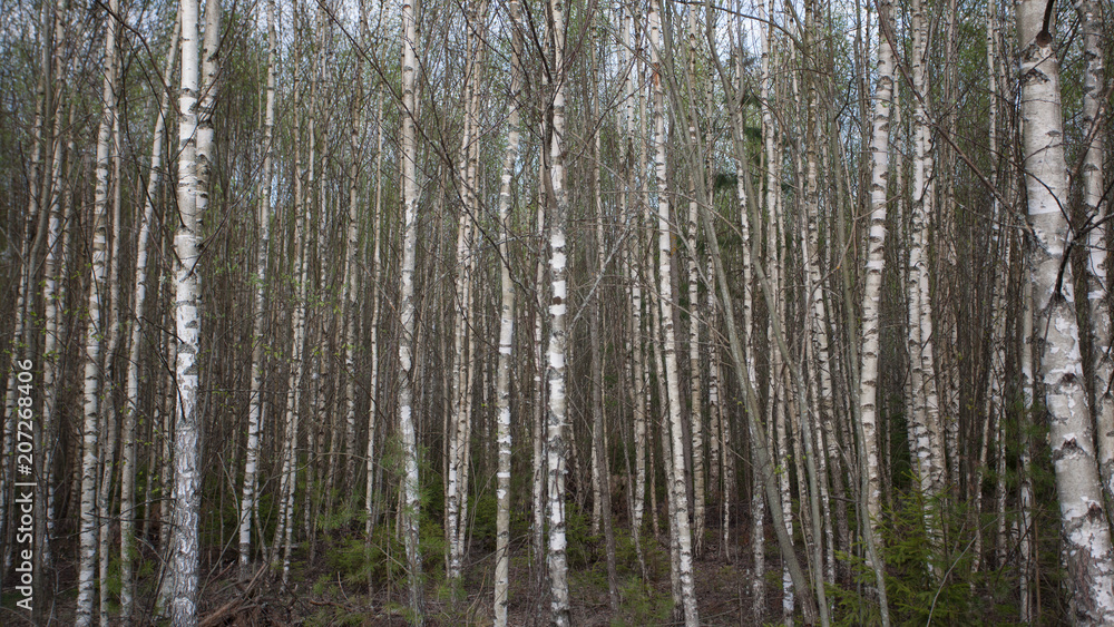 birch grove birch grove