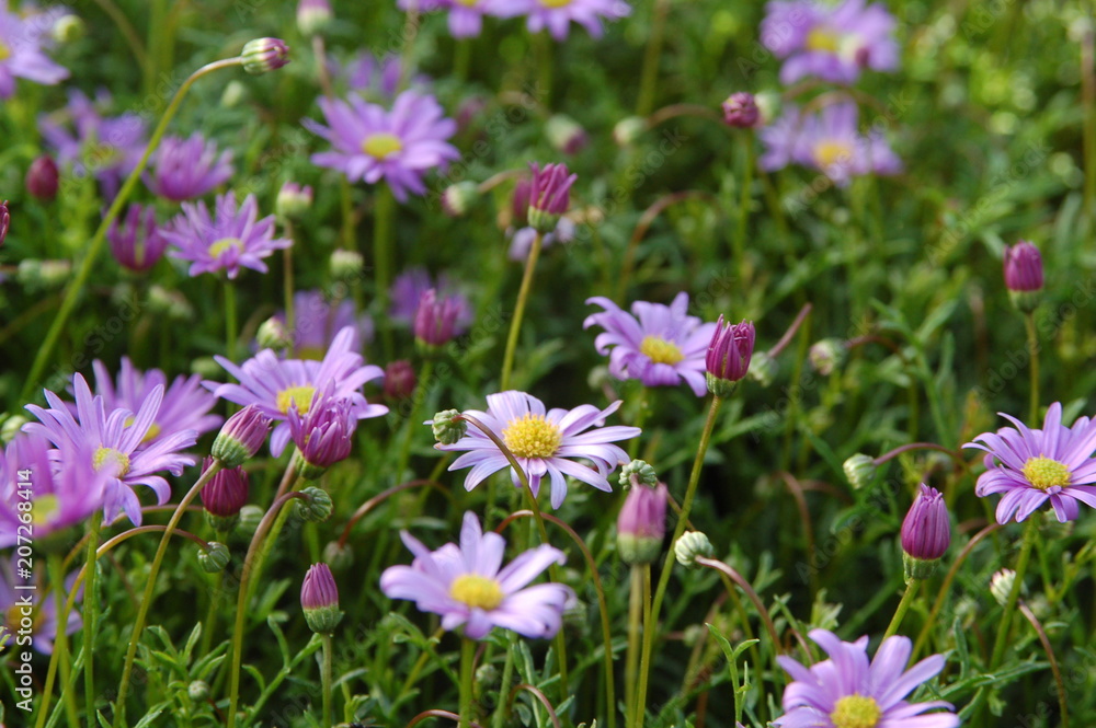 Sommerblumen