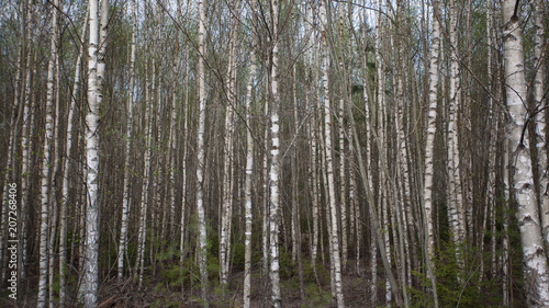 birch grove