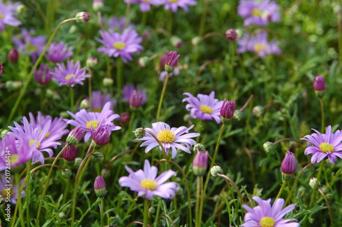 Sommerblumen