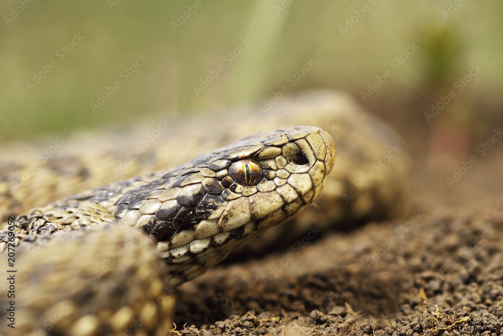 Obraz premium rare meadow viper portrait