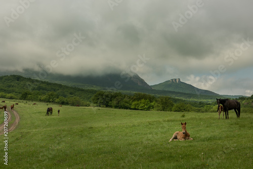 Horses grazing on a green meadow at the foot of the mountains. 