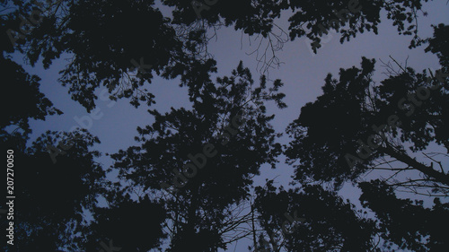 In the forest 