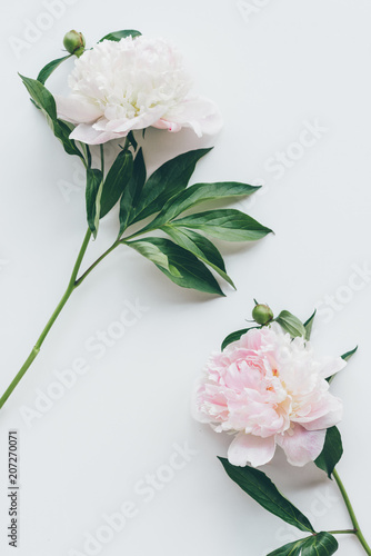 top view of light pink peony flowers with leaves on white © LIGHTFIELD STUDIOS