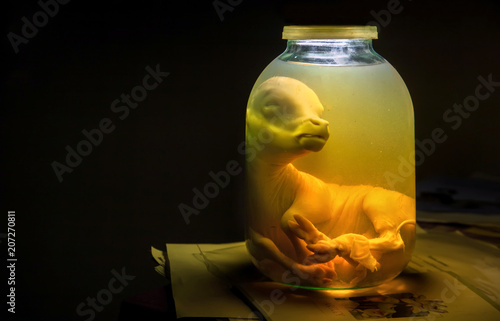 Calf embryo in glass jar with formalin. Veterinary preparation photo