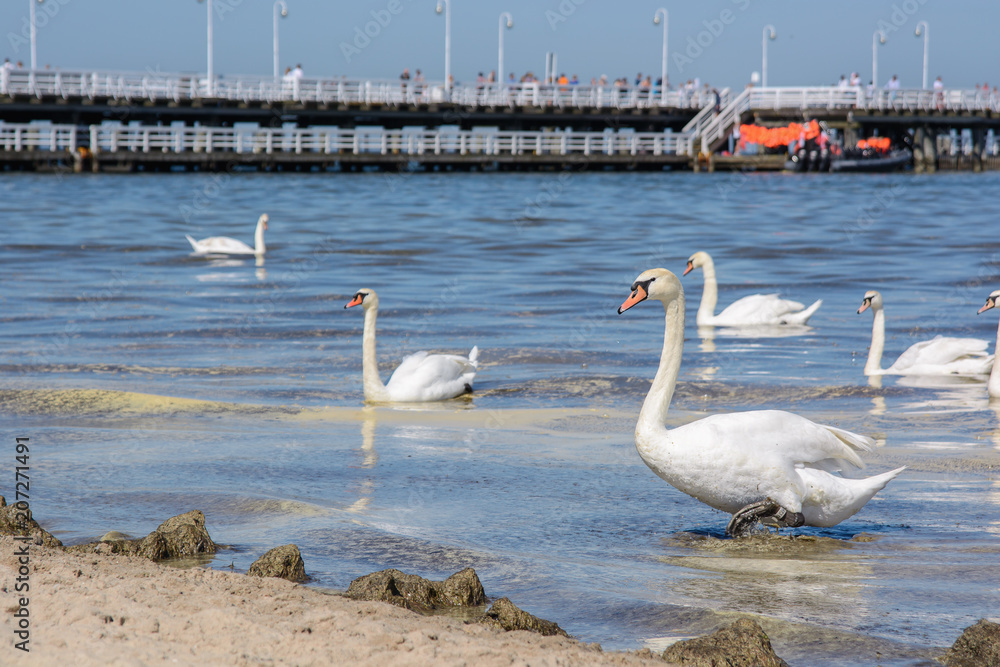 Swans and geese in the Baltic Sea Swans and geese in the Baltic Sea