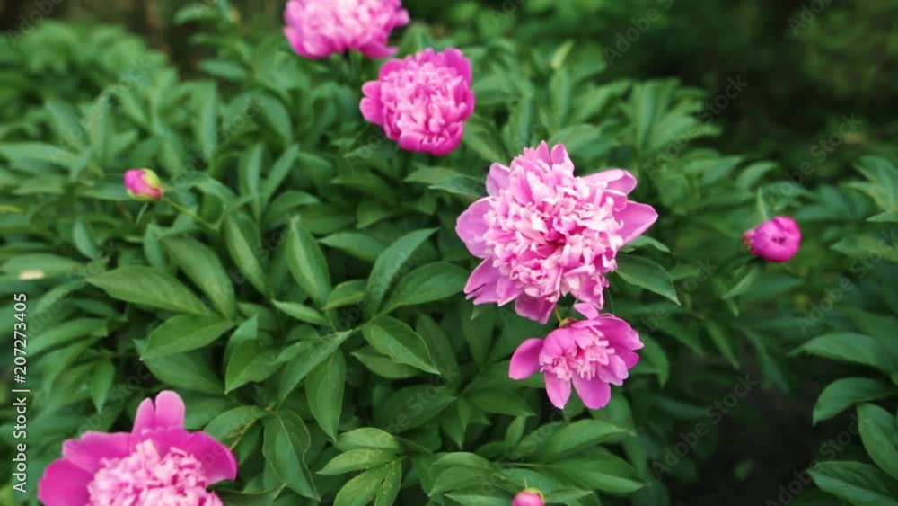 Pink peonies blossom on the flower garden of the botanical garden. Pink peonies blossom on the flower garden of the botanical garden.