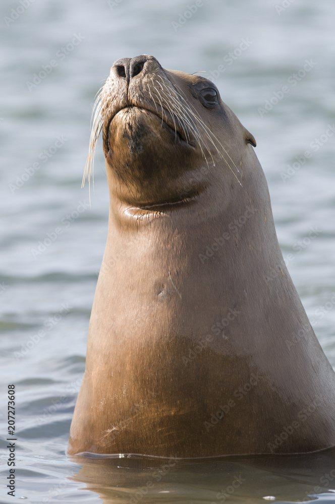 Obraz premium Mother sea lion, Patagonia