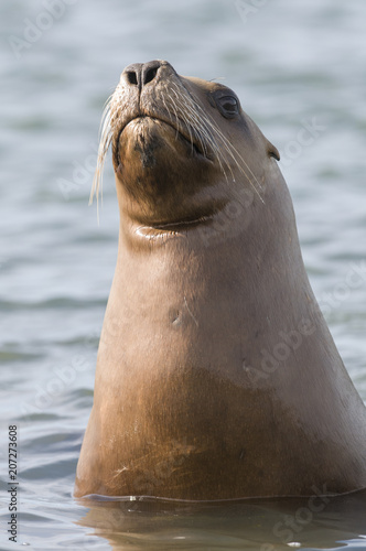 Mother sea lion, Patagonia