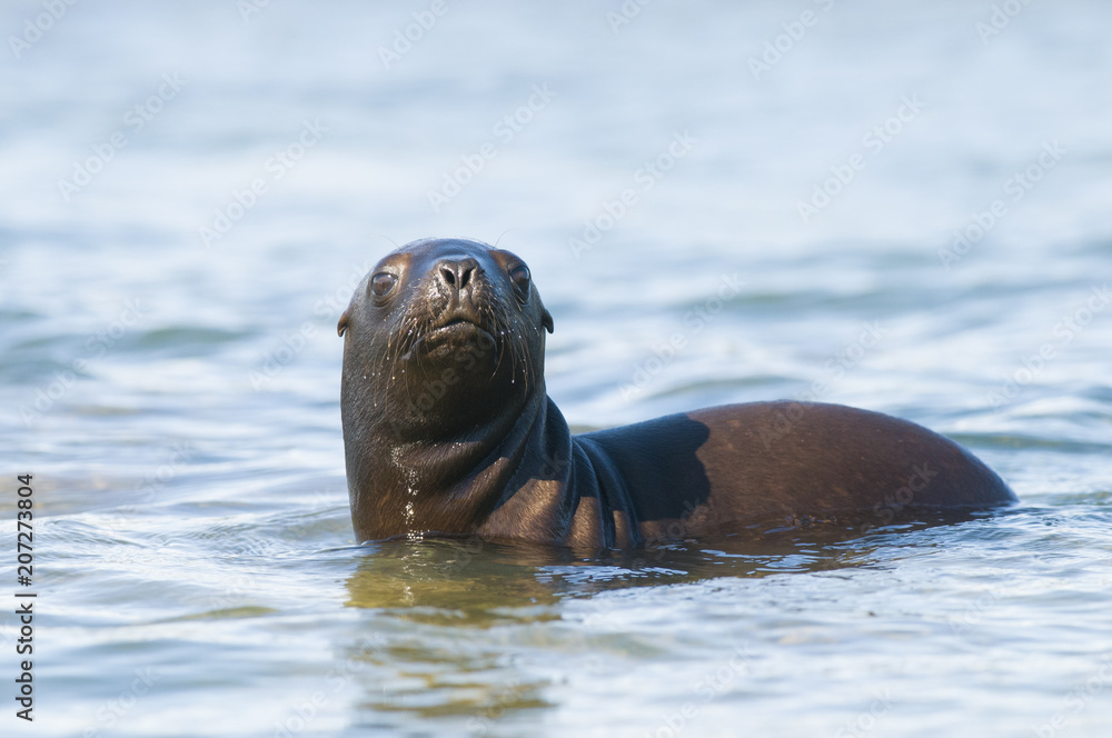 Fototapeta premium Sea Lion pup , Patagonia Argentina