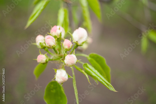 Green branch of Apple tree with unblown pink buds. photo