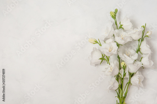 Beautiful white flowers campanula on white background