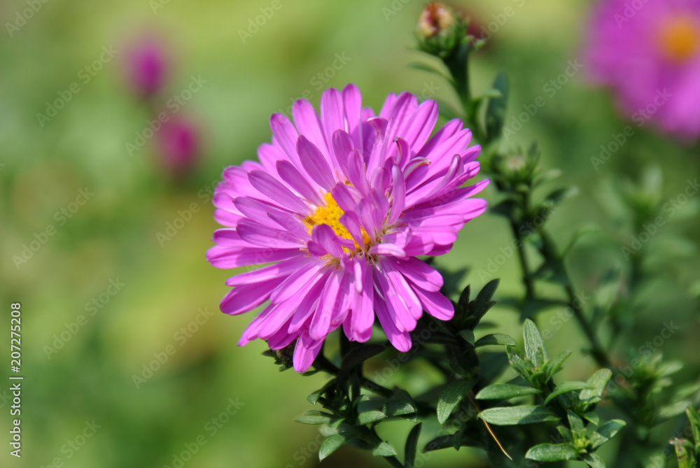 Purple chrysanthemum flower brightly lit by the summer sun Purple chrysanthemum flower brightly lit by the summer sun