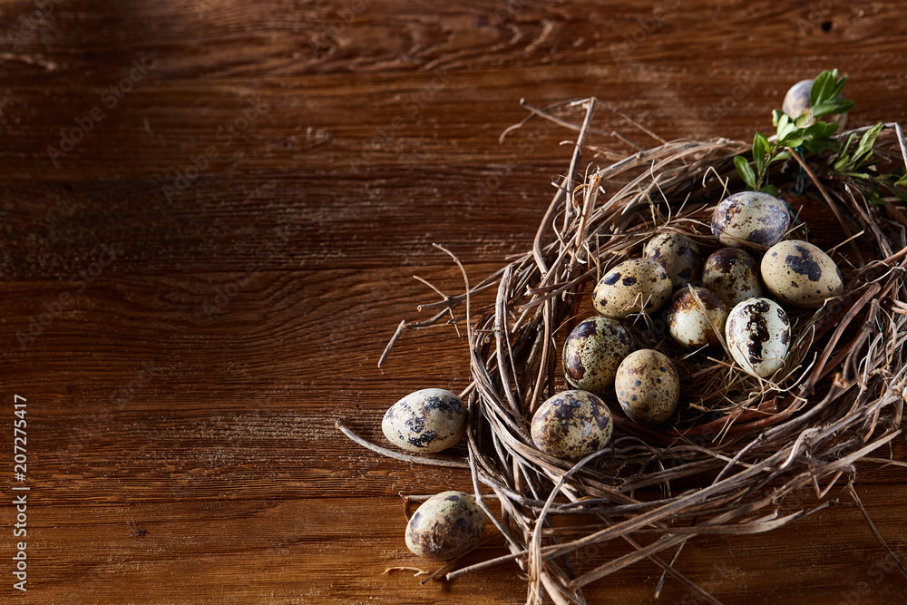 Willow nest with quail eggs on the dark wooden background, top view, close-up, selective focus Willow nest with quail eggs on the dark wooden background, top view, close-up, selective focus