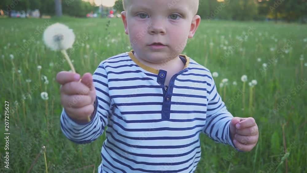 the boy going with a white dandelion flower in his hand the boy going with a white dandelion flower in his hand