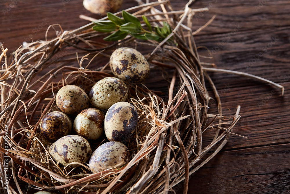 Willow nest with quail eggs on the dark wooden background, top view, close-up, selective focus Willow nest with quail eggs on the dark wooden background, top view, close-up, selective focus