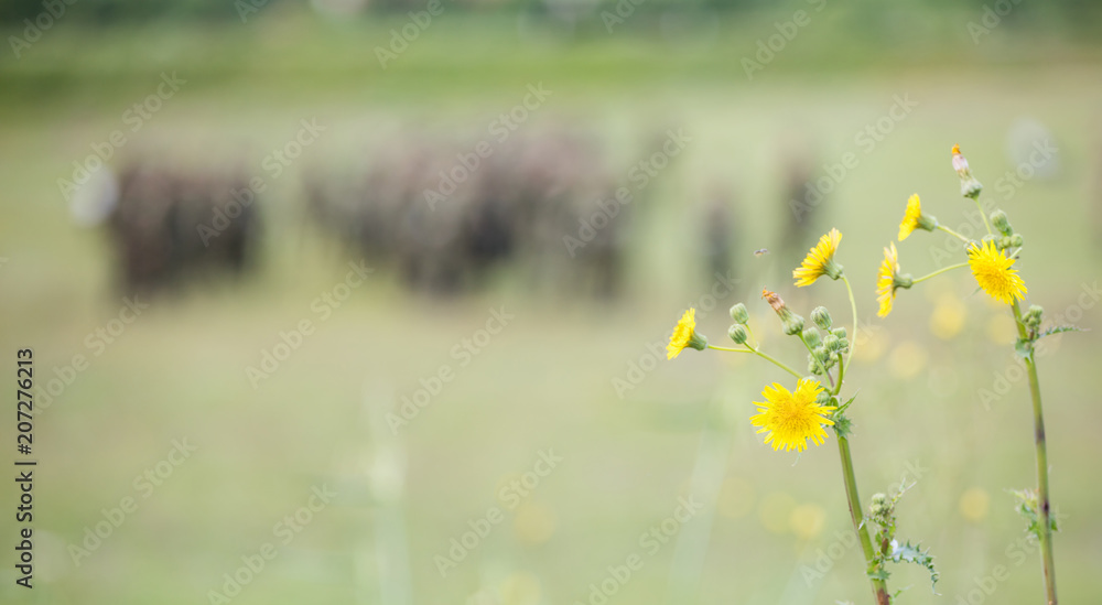 Tiny yellow flowers in meadow with blurred nature and soldiers background. Copyspace, close up view.