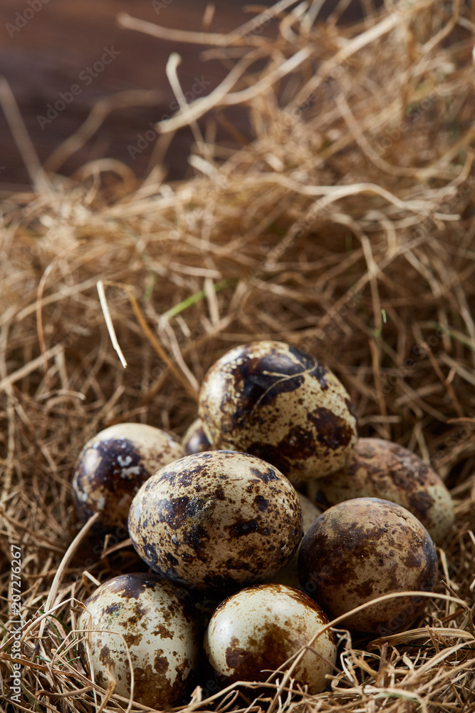Conceptual still-life with quail eggs in hay nest, close up, selective focus Conceptual still-life with quail eggs in hay nest, close up, selective focus
