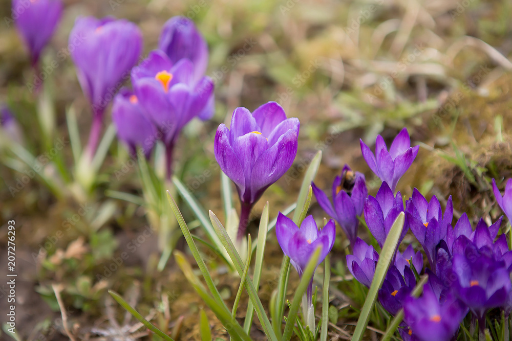 Purple crocuses on a sunny day