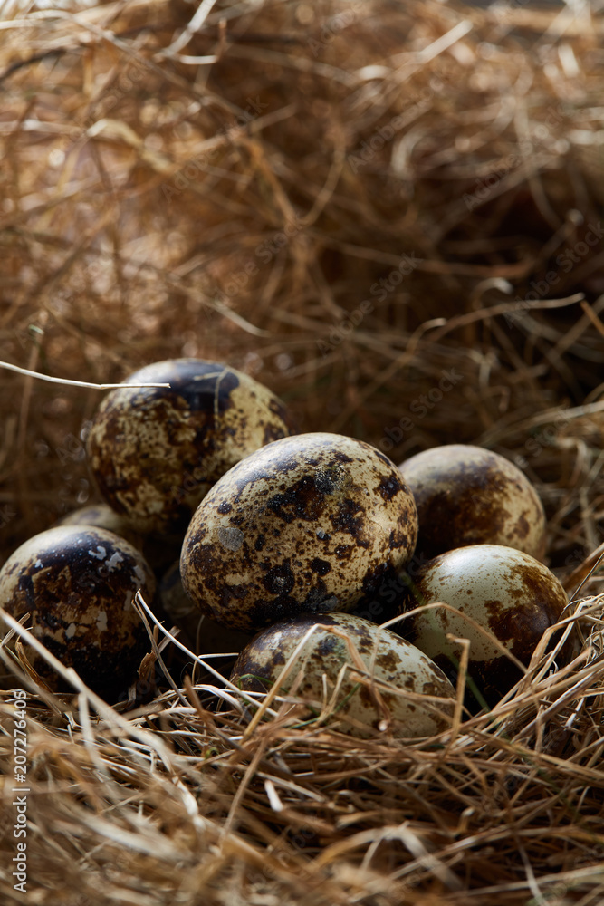Conceptual still-life with quail eggs in hay nest, close up, selective focus Conceptual still-life with quail eggs in hay nest, close up, selective focus