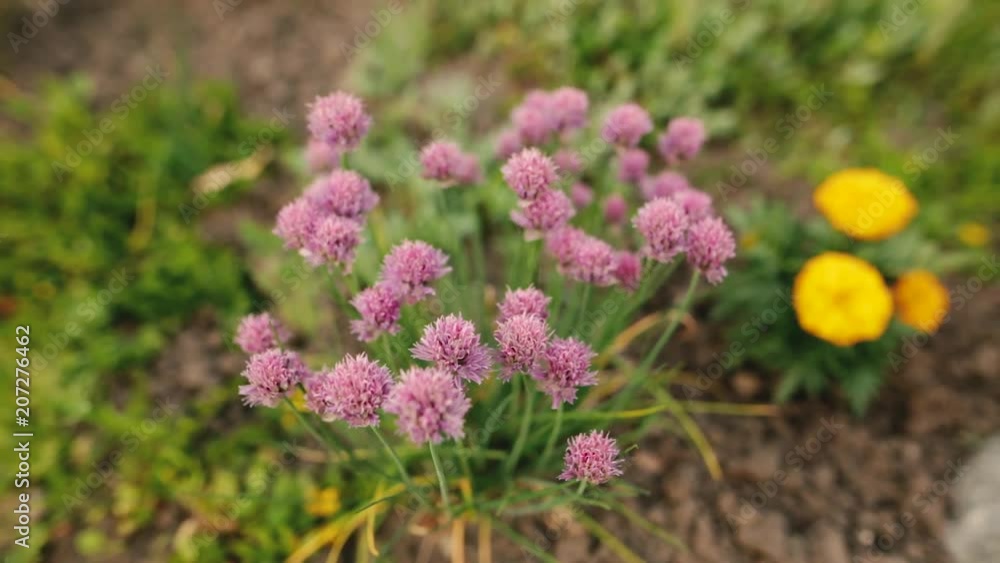 Blooming purple chives in the wind. Selective focus. Blooming purple chives in the wind. Selective focus.