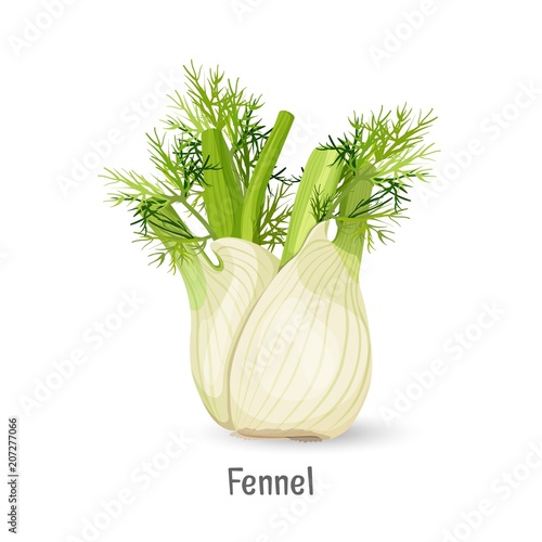 Florence fennel or finocchio selection with swollen, bulb-like stem