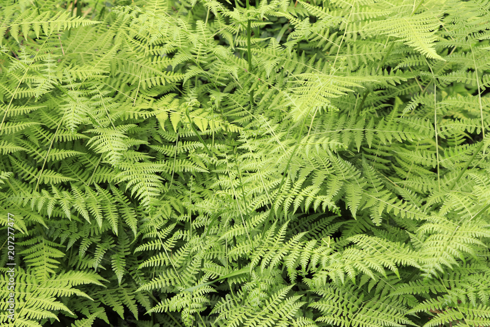 Delicate Fern Leaves Growing Wild n Nature Outside. Fern leaves background outdoors natural landscape Wild growing fern leaves nature background closeup